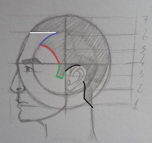 como desenhar cabelo metodo Loomis - Como desenhar rosto - tutorial método Loomis parte 2