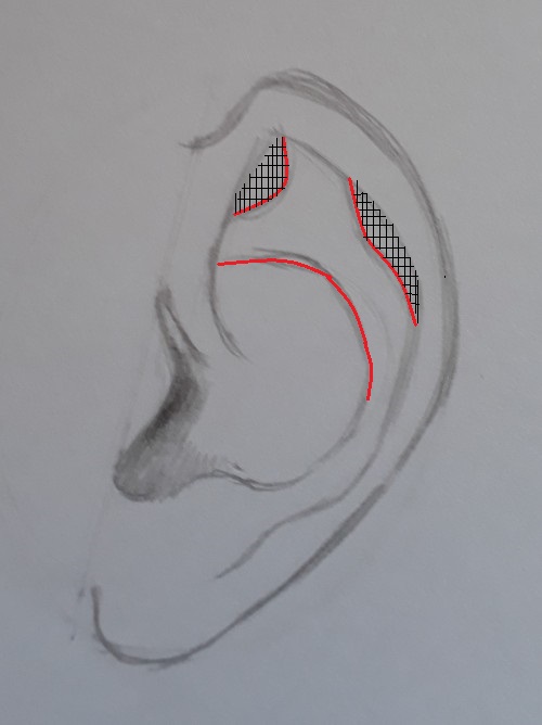 como desenhar orelha passo 7 marcado - Como desenhar orelha em 7 passos fáceis e rápidos