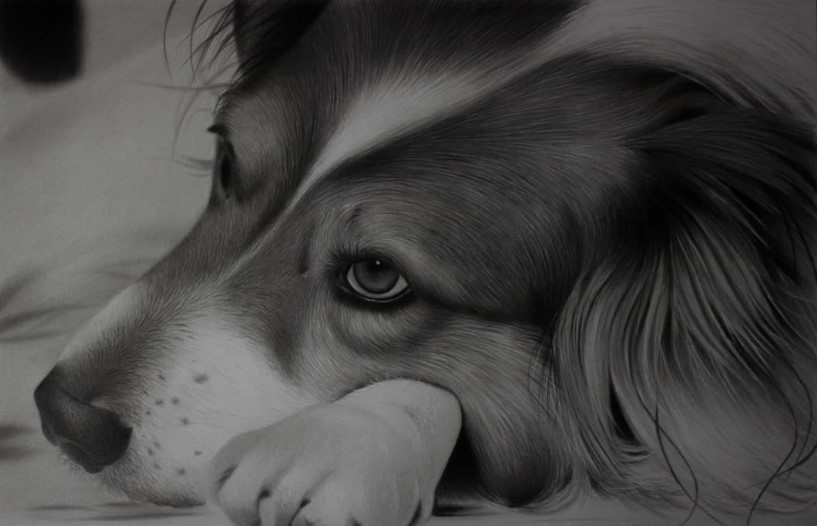 desenho realista de cachorro carlos santana prof de desenho - Dicas de desenho - 19 dicas para desenho rápidas