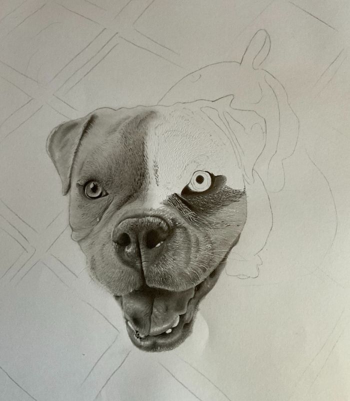 Como desenhar cachorrinho como desenhar um cachorro Bock 8 - Desenho de cachorrinho realista - desenvolvimento detalhado