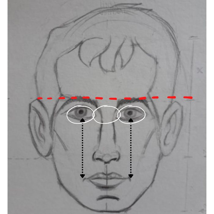proporcoes do rosto humano - Como desenhar rosto realista - Manual do desenhista parte 2