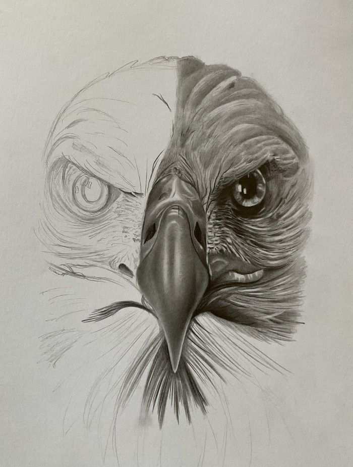 ideias de desenhos desenho realista de gaviao - 21 Incríveis ideias de desenhos para inspirar sua criatividade